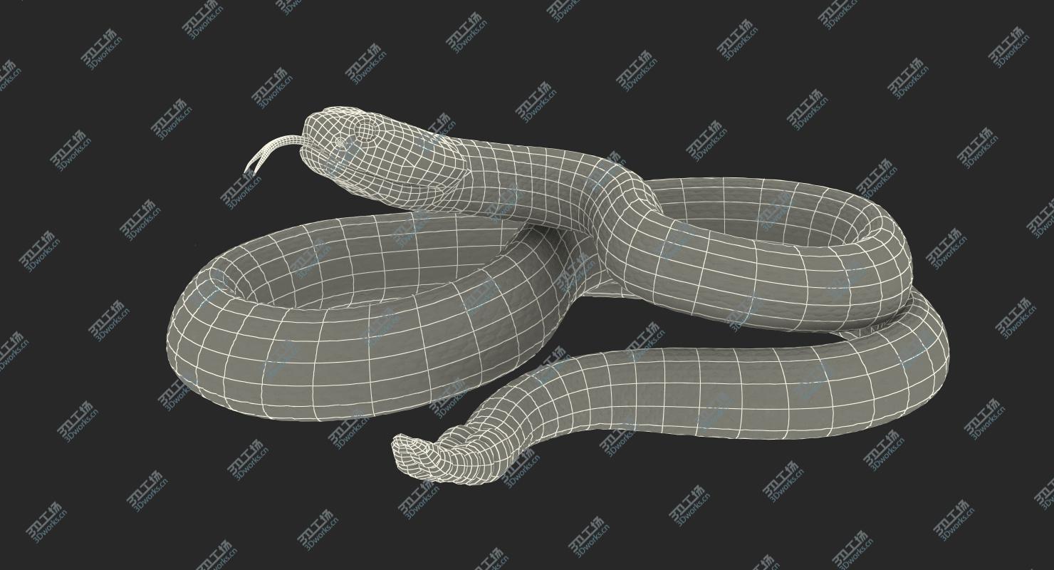 images/goods_img/202104023/Rattlesnake Rigged 3D model/5.jpg